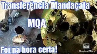 TRANSFERÊNCIA MANDAÇAIA MQA E MOSCA SOLDADO! 
