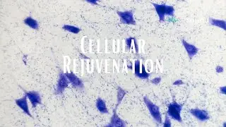 Cellular Rejuvenation