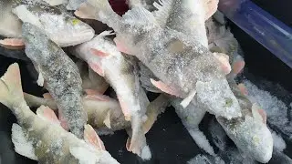 Обь Молчаново. День первый. Крупный окунь не даёт скучать. Вся рыба в Лесу. Первая рыбалка 2022.