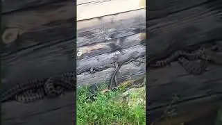 Осторожно змеи в Бурятии (Стеклозавод) 😵😵😵
