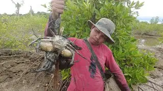 Adventure in the Mangroves: Catching Giant Mud Crabs!