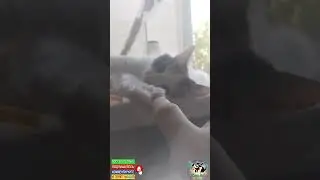 Хозяин Буси радует нас приветом