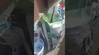 Summer Hobby in Japan, Mag-Tanim ng Sili