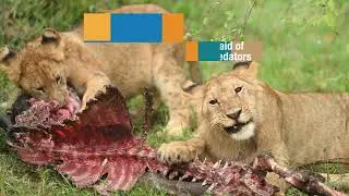 Lions / Maasai Mara / Olakira Mara Homes / Photography safaris / Versatile Photographers