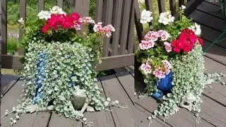 🌸Geranium and Dichondra Planter UPDATE || HOW TO deadhead Geraniums 🌸