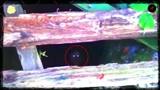 Top 5 Scary Encounters in the Forest