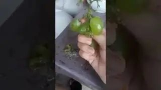 Hati-Hati! Buah Anggur Palsu