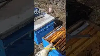 🐝🍯