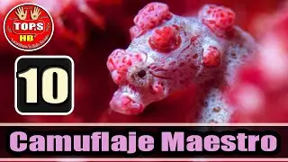 Top 10 Animales Expertos en Camuflaje Maestro