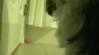 Messin' with our dog Maui