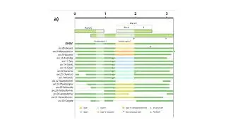Ancient evolution of hepadnaviral paleoviruses and their 1 impact on host genomes