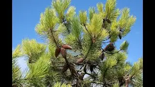 #Сосна5 #Pinus5 #Хвойные растения36 #Conifers36 Декоративные растения