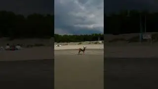 Море, моя собака, релакс☺️ #собака #пинчер #балтийскоеморе #калининград
