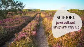 The Purple Flower Fields at Schoorl Dunes: the Heather Route -- 4K