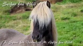 Seifur frá Hlíð - Kynbótadómur júní 2017