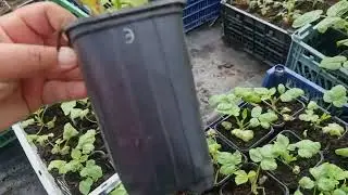 Саженцы малины на весну 2023г.