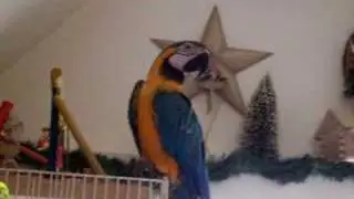 JACK THE MACAW