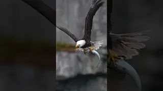 Eagle grabs a huge fish and takes to the air with its massive cargo.