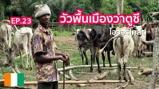 EP.23 ครั้งหนึ่งในชีวิต ที่ได้อยู่ใกล้วัวพื้นเมืองวาตูซี ประเทศไอวอรี่โคสต์