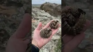Found some real life dragons! 