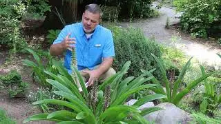 Pineapple lily (Eucomis x) - Plant Identification
