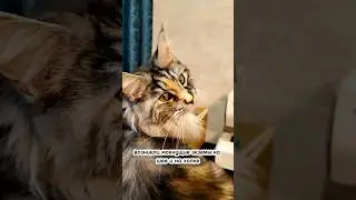 ЗНАЙ ЭТО О МЕЙНКУНЕ! # 