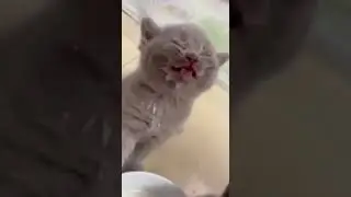 Котики. Часть 9