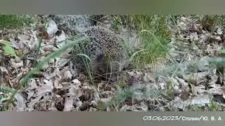 Аист и ёжик