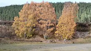 Birch Trees - 07-11-2023