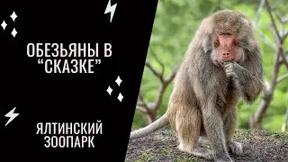 Веселые обезьянки в ялтинской СКАЗКЕ
