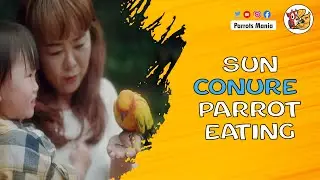 Sun Conure parrot is eating