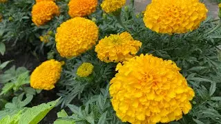 Королевские бархатцы для вашей клумбы!🌼обзор двух профессиональных сортов | Усадьба-Семена