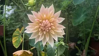 2022 Riley Retreat - Permaculture Garden Tour!!!