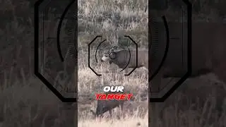 Mule deer with a tracking collar!!