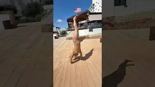 Backflip from every country! 🇺🇸🇮🇶🇨🇳