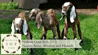 Nubian Goat Kids 2015 Gretta's Anna, Abrahm and Hamish