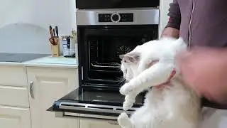 Oops... I did It Again - Cauldron Familiar and Witch Oven Combo