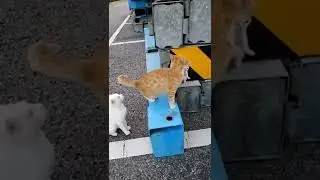 ЗАБОТЛИВАЯ МАМА                                        