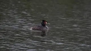 Bara ett litet klipp i 4K på en skäggdopping, filmat handhållet med Fuji X-T3 samt Fuji 100-400mm.