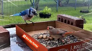 Snappy the Cardinal Stood Up for her BF?