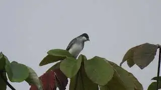 Eastern Kingbird NB, Tyrannus tyrannus Sirirí Migratorio