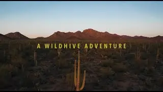 Wild Hive Adventure Compilation