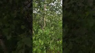 Приехали на речку Плотникова Камчатка ☝️ а рыбу не вижу 🧐