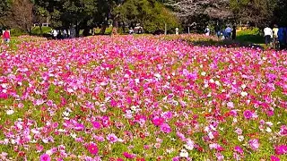4K【尼崎市/武庫川髭の渡しコスモス園/2024】11/3(日)