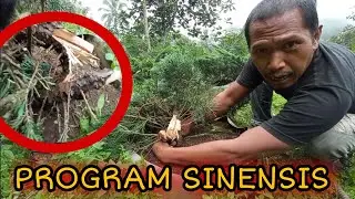 PROGRAM SINENSIS TERGILA DARI BOWONGSO ||| INI CARA DAN SOLUSINYA ❗  #BOWONGSO #BONSAI #SINENSIS