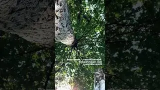Ваши тропы у вас под ногами #предсказание #посланиетаро #таро #властелинколец