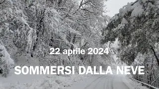 SOMMERSI DALLA NEVE DEL 22 APRILE 2024 alberi a rischio di crollo