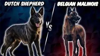 Dutch Shepherd VS Belgian Malinois-Comparison