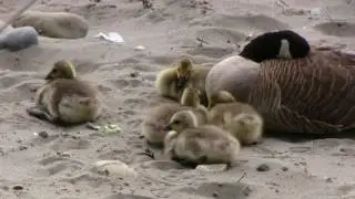Adorable Baby Geese Morning Stretch