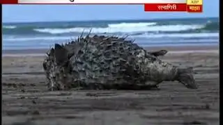 DANGEROUS FISH IN RATNAGIRI SEA